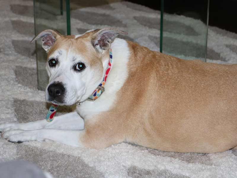 Pet Stain And Odor Removal Services